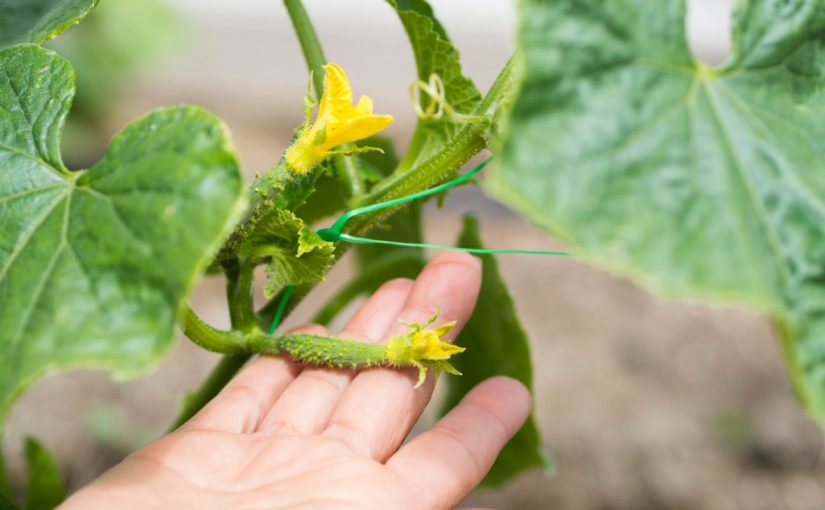 Як забезпечити гарну зав’язь та прискорити зростання огірків на городі ➤ Prozoro.net.ua