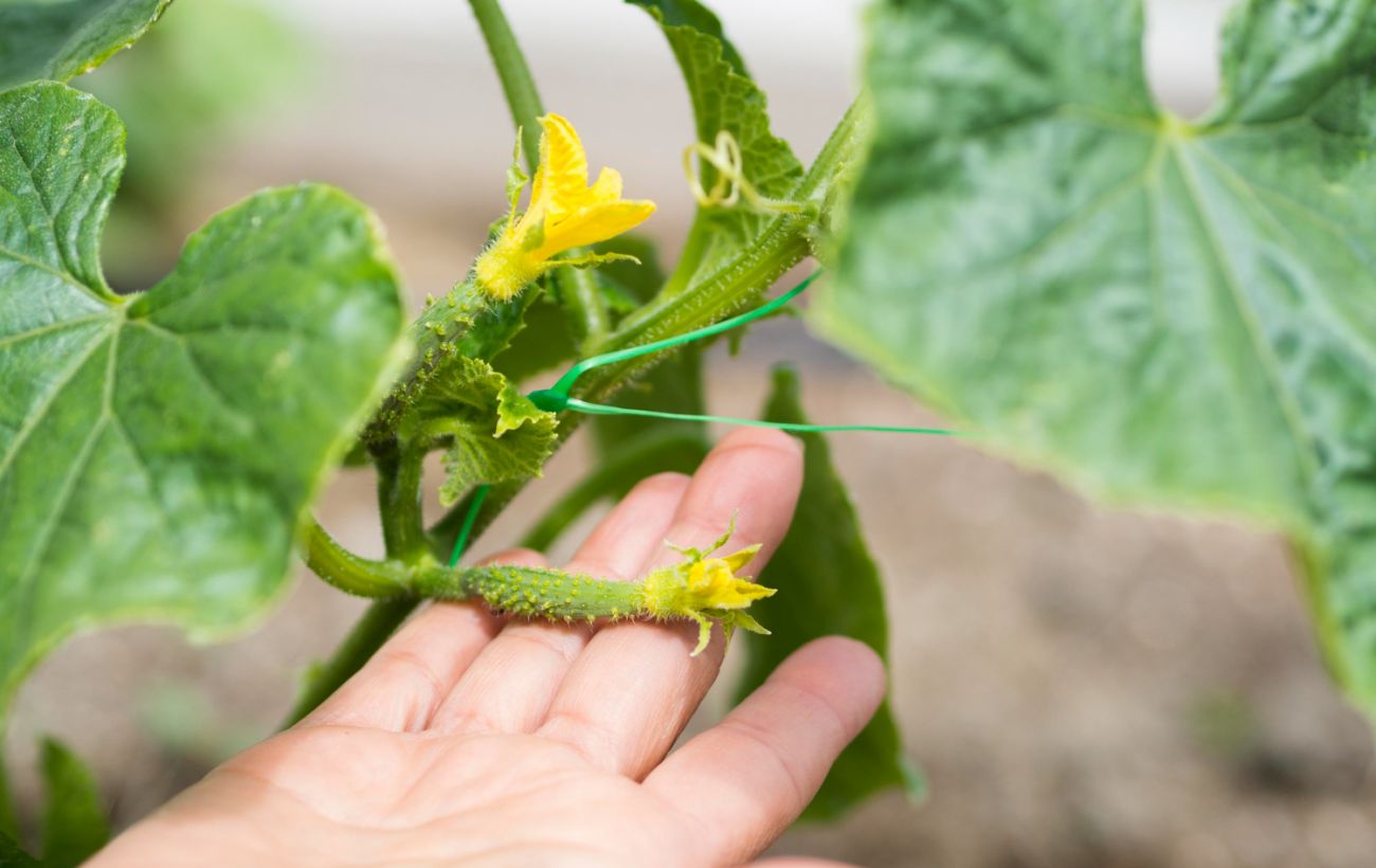 Як забезпечити гарну зав’язь та прискорити зростання огірків на городі