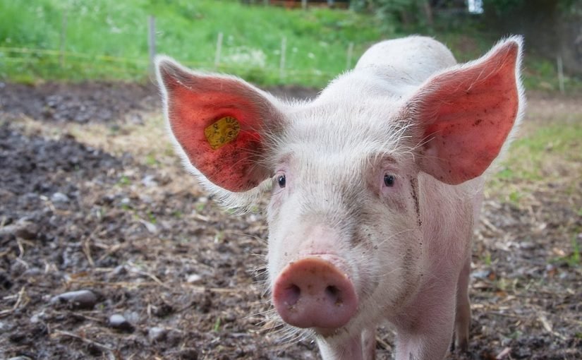 На березі річки в Чернівцях знайшли туші свиней, заражені африканською чумою  ➤ Prozoro.net.ua