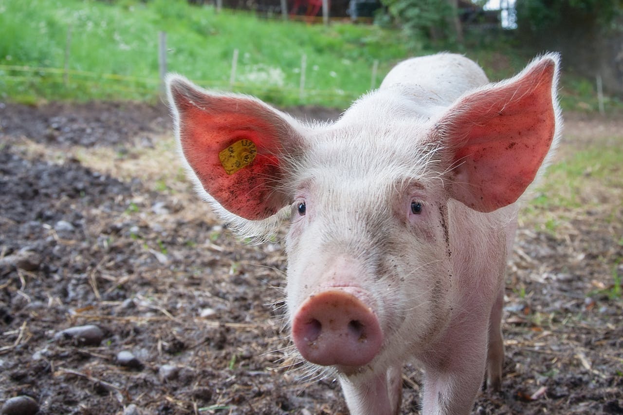 На березі річки в Чернівцях знайшли туші свиней, заражені африканською чумою 