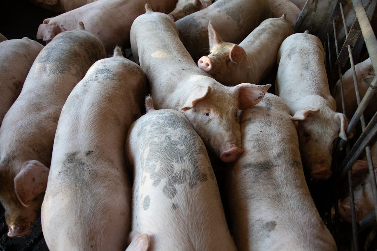 На березі річки в Чернівцях знайшли туші свиней, заражені африканською чумою 
