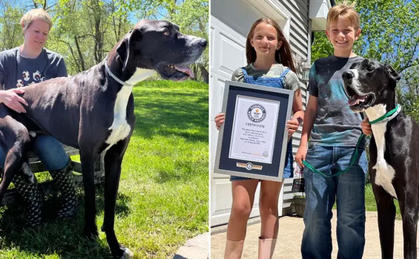 Найвищий пес на планеті помер через декілька днів після оголошення рекорду   ➤ Prozoro.net.ua
