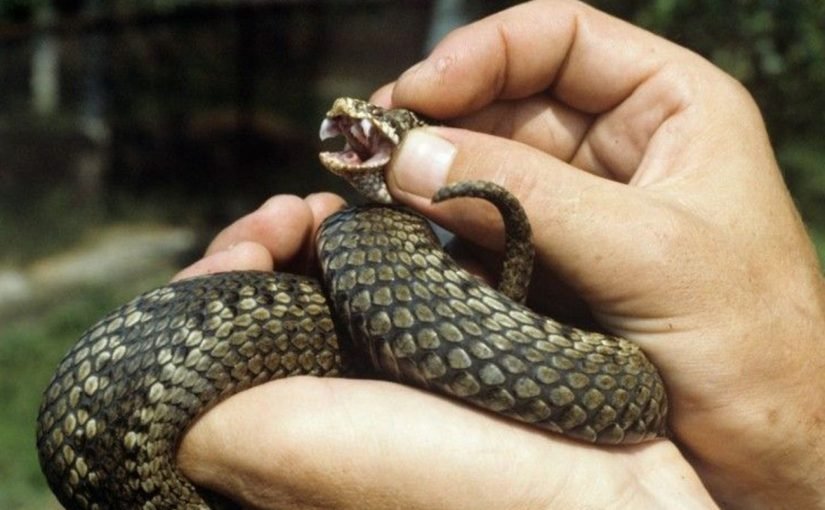 На Закарпатті туриста за горло вкусила змія: фото ➤ Prozoro.net.ua