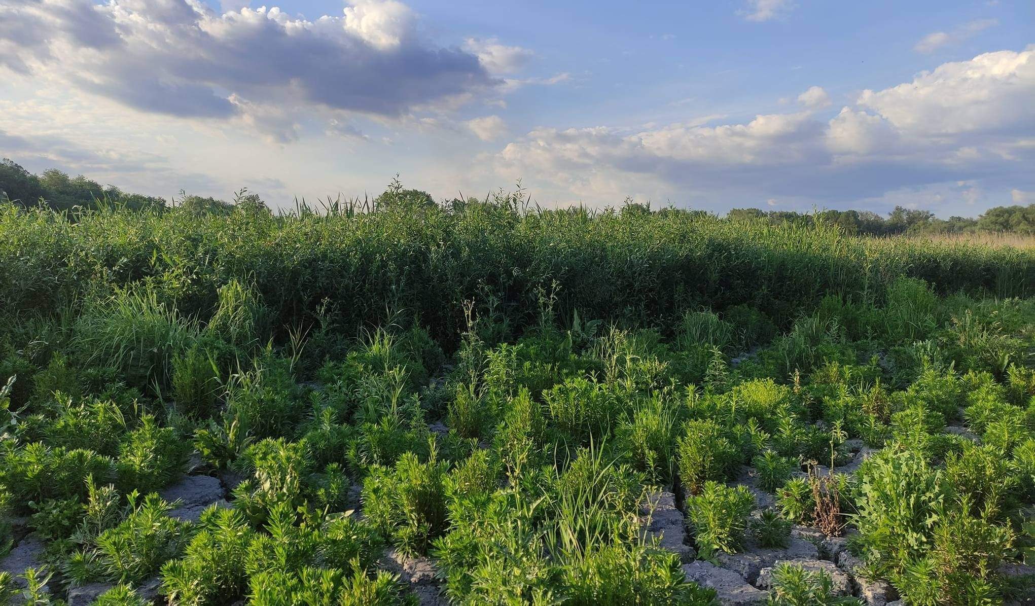 На місці Каховського водосховища утворилося унікальне явище 