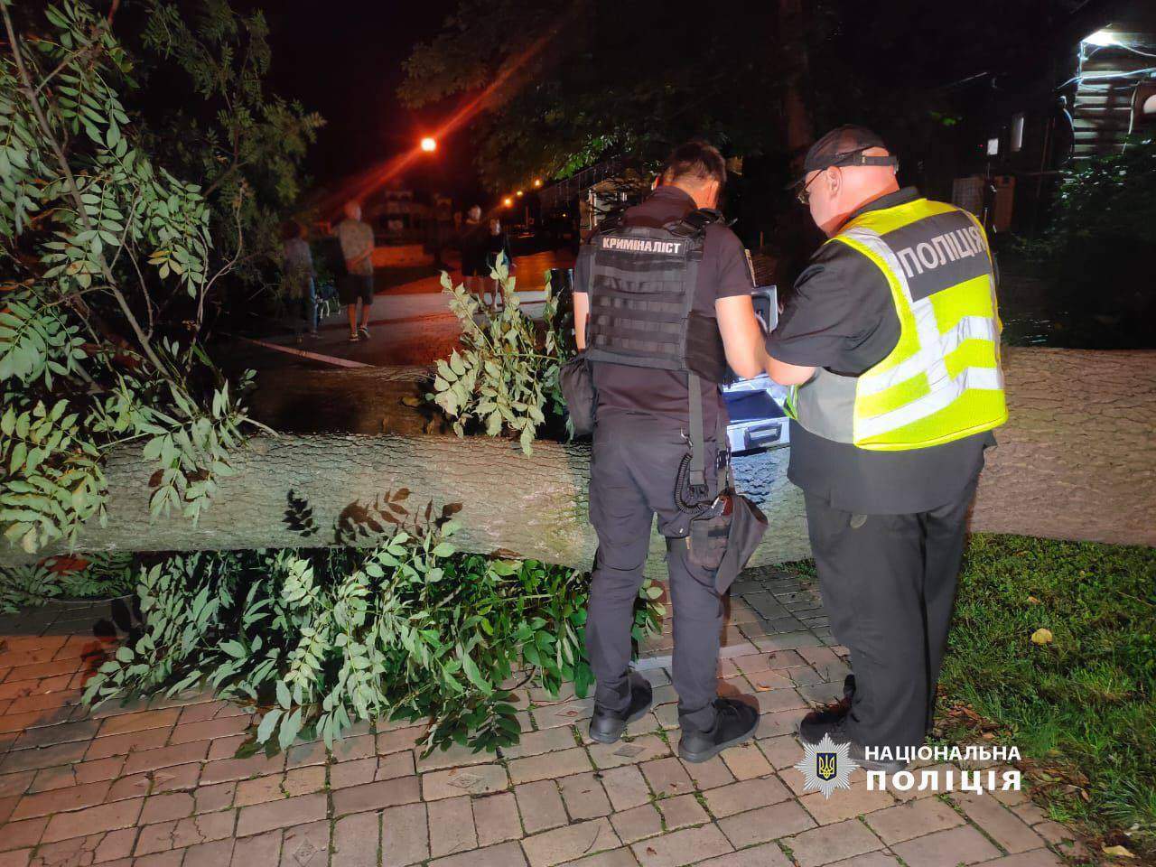 Дерево у столичному парку Шевченка вбило жінку: фото 