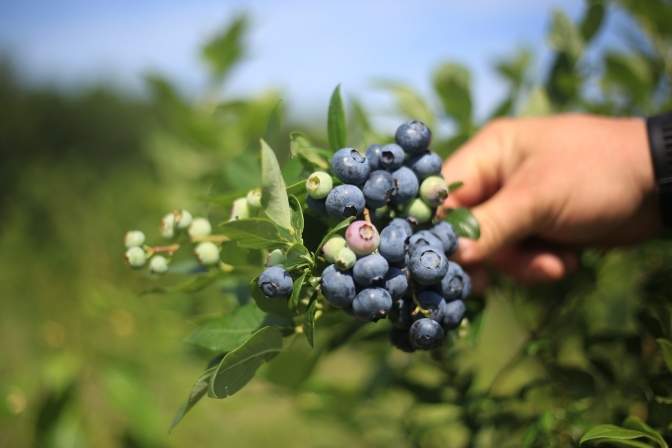 В Україні стрімко здорожчав популярний літній продукт