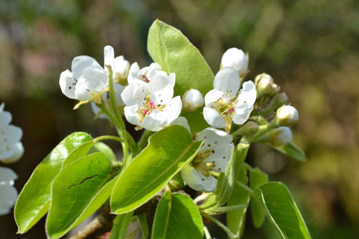 У Києві зацвіли фруктові дерева: вчені дали пояснення