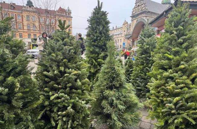 В Україні можуть оштрафувати за купівлю ялинки: як уникнути покарання