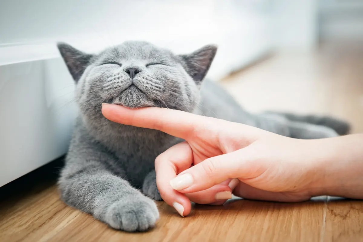 Про що думають коти цілий день? Пояснює ветеринар