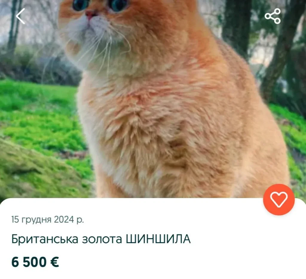 купити кота олх