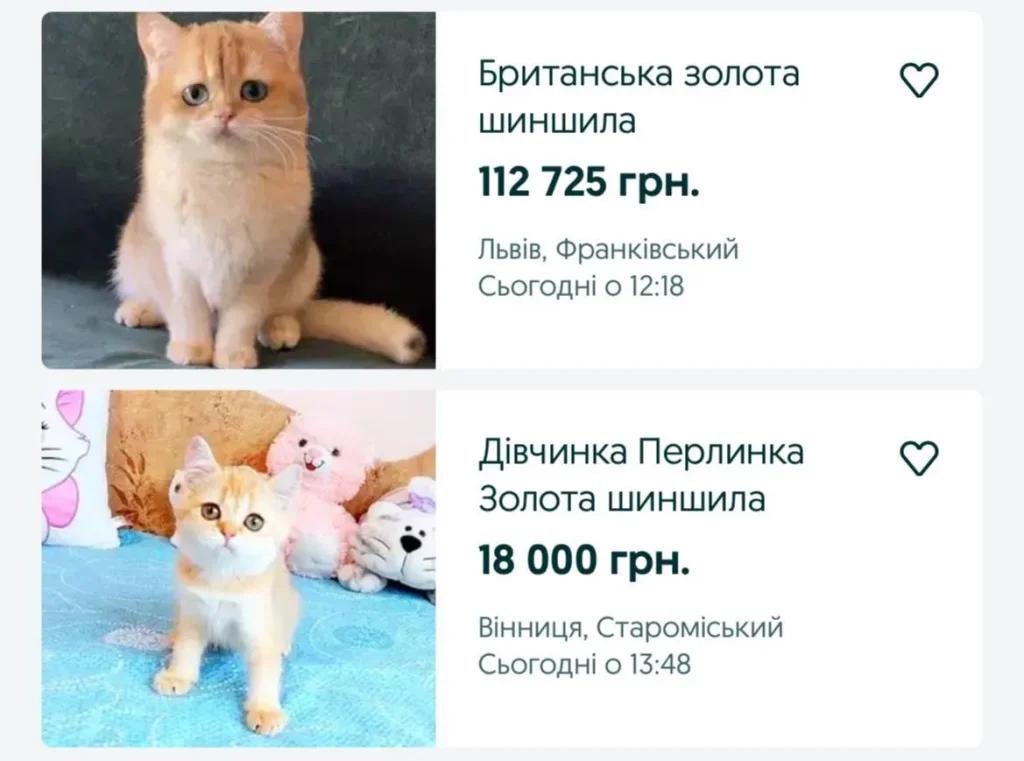 купити кота олх