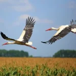 Лелеки Одарка і Грицько – вже не пара? Пристрасті не вщухають ➤ Prozoro.net.ua