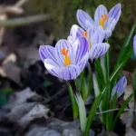 Сніг і плюс 20: яких сюрпризів чекати від погоди у березні ➤ Prozoro.net.ua