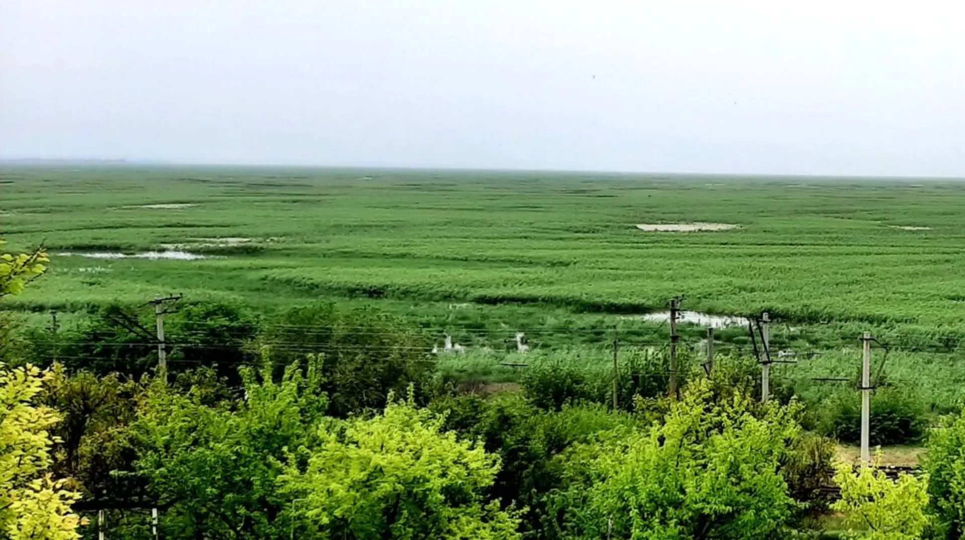 Природа відновлюється: на дні Каховського водосховища виріс ліс висотою до 8 метрів (фото)