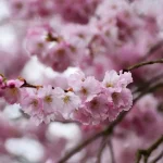 Потепління не за горами: синоптики обнадіяли прогнозом погоди ➤ Prozoro.net.ua