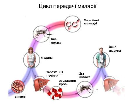 небезпечної хвороби,Африка,малярія,інфекційне захворювання,симптоми малярії небезпечної хвороби малярія симптоми