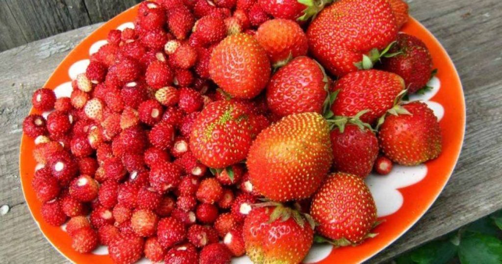Сезонні ягоди та овочі,Порічка та черешні,Шовковиця,кабачки,Полуниці та суниці Сезонні ягоди та овочі Полуниці та суниці
