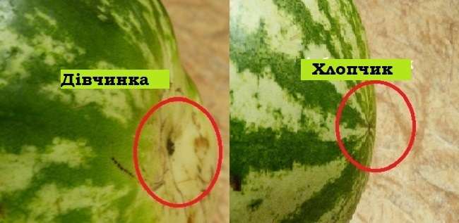 кавун солодкий і стиглий,Який кавун обрати,Методи перевірки кавуна,Кавун дівчинка чи хлопчик,лайфхак кавун солодкий і стиглий Кавун дівчинка чи хлопчик