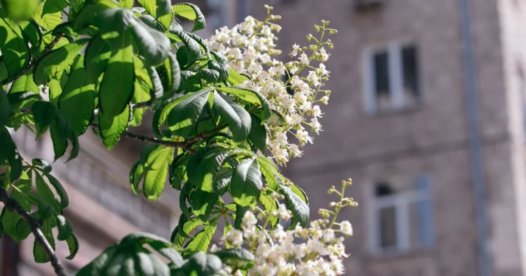 Київ,каштани,місто каштанів,Максим Берлінський,Легенди про перші каштани в Києві Київ київ місто каштанів