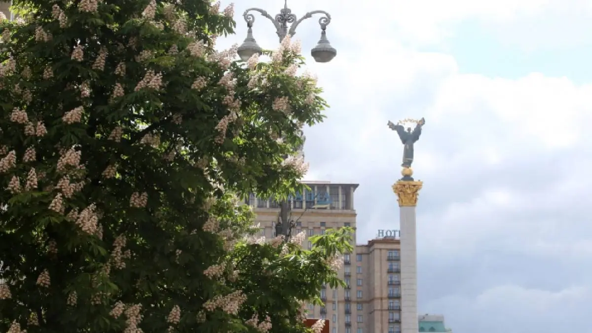 Чому Київ став містом каштанів: як звичне дерево перетворилося на символ столиці ➤ Prozoro.net.ua