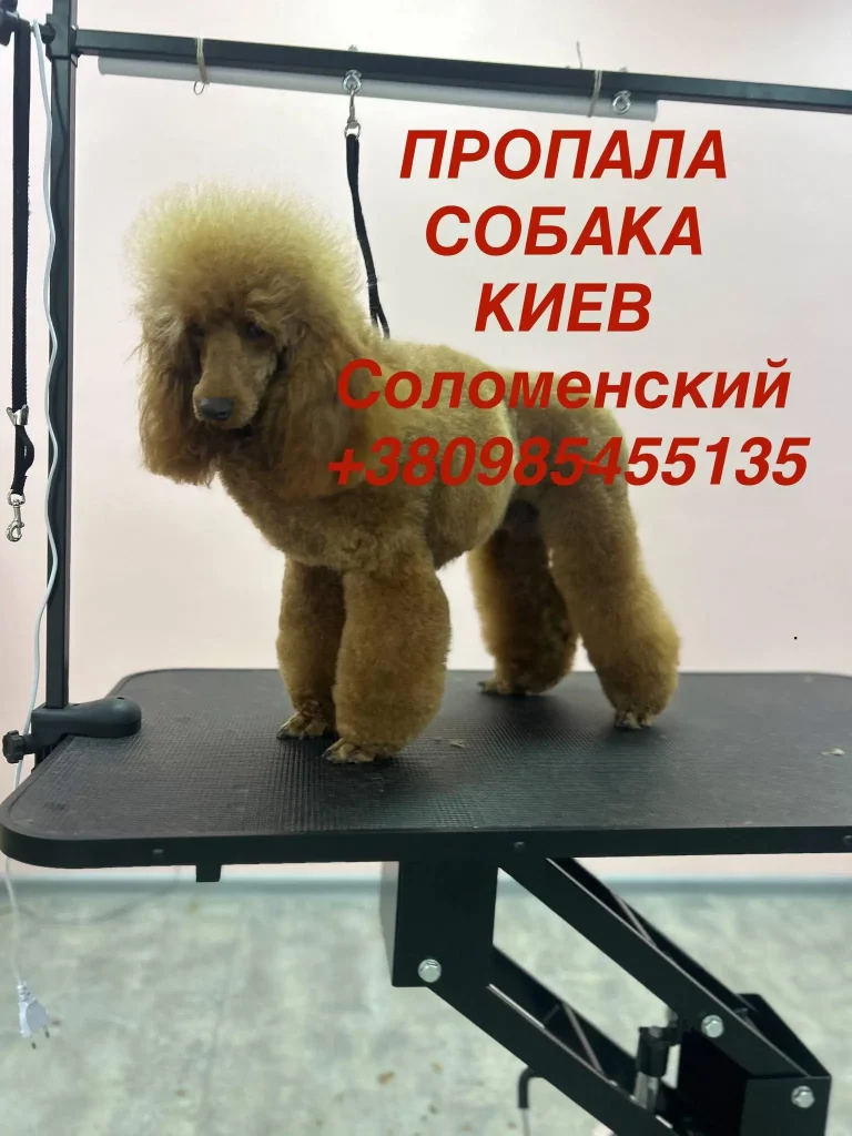 Зникнення пуделя в Києві