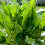 Щавель — корисний, але не для всіх: кому краще відмовитися ➤ Prozoro.net.ua