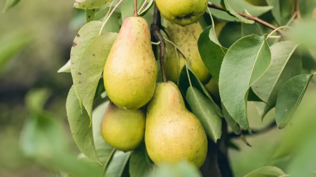 Які продукти небезпечні через сарану