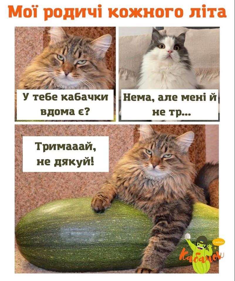 кабачки,Меми про кабачки,кабачковий челендж,TikTok кабачки Кабачок як символ літа