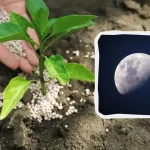 Посівний календар на липень 2025 року: сприятливі дати ➤ Prozoro.net.ua