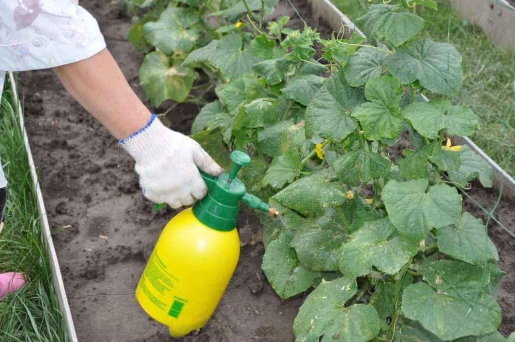 огірки,Причини відсутності зав'язі на огірках,Прискорення росту зав'язі на огірках,Підживлення огірків огірки Прискорення росту зав'язі на огірках