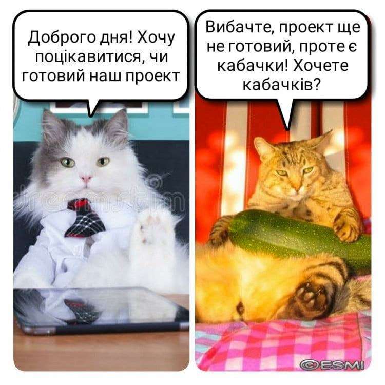 кабачки,Меми про кабачки,кабачковий челендж,TikTok кабачки Меми про кабачки