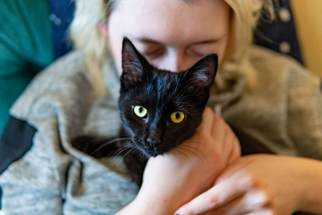 цілувати котів,Чи подобаються котам поцілунки,Як коти показують свою любов цілувати котів Альтернативні способи вираження любові