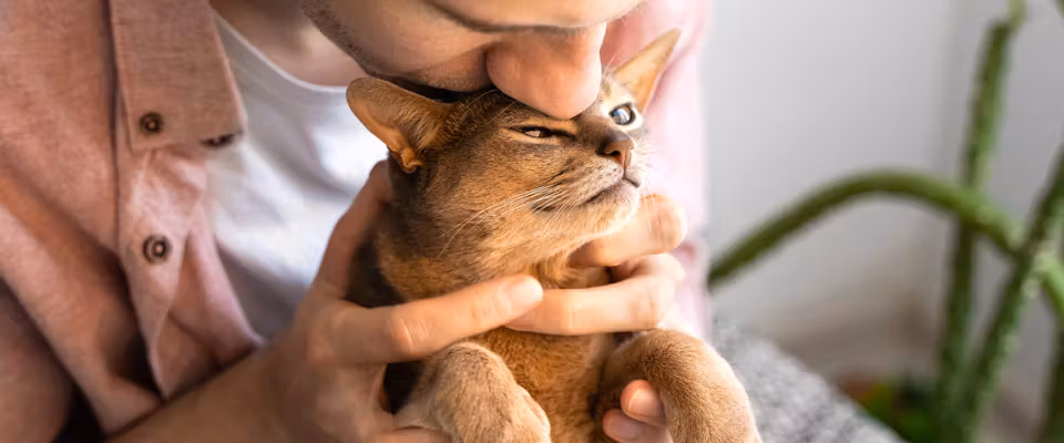 цілувати котів,Чи подобаються котам поцілунки,Як коти показують свою любов цілувати котів Чи безпечно цілувати кота