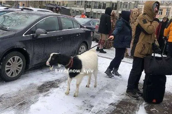 Житомир,дівчина,вигулювання кози,коза на повідку Житомир коза