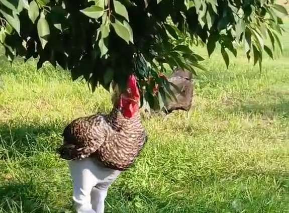 Півень у штанах