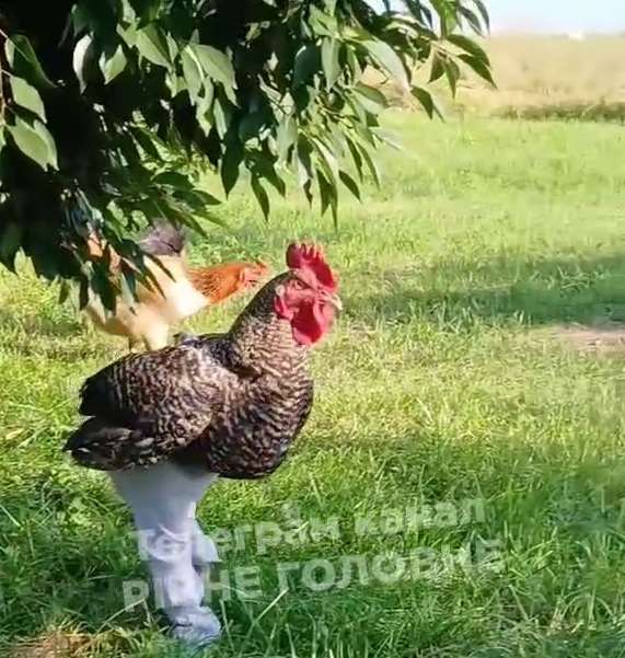 Півень у штанах