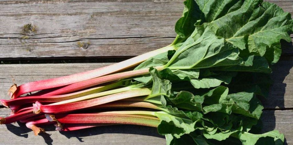 Небезпечні продукти,Ревінь,Сир касу марцу,Риба фугу Небезпечні продукти Ревінь