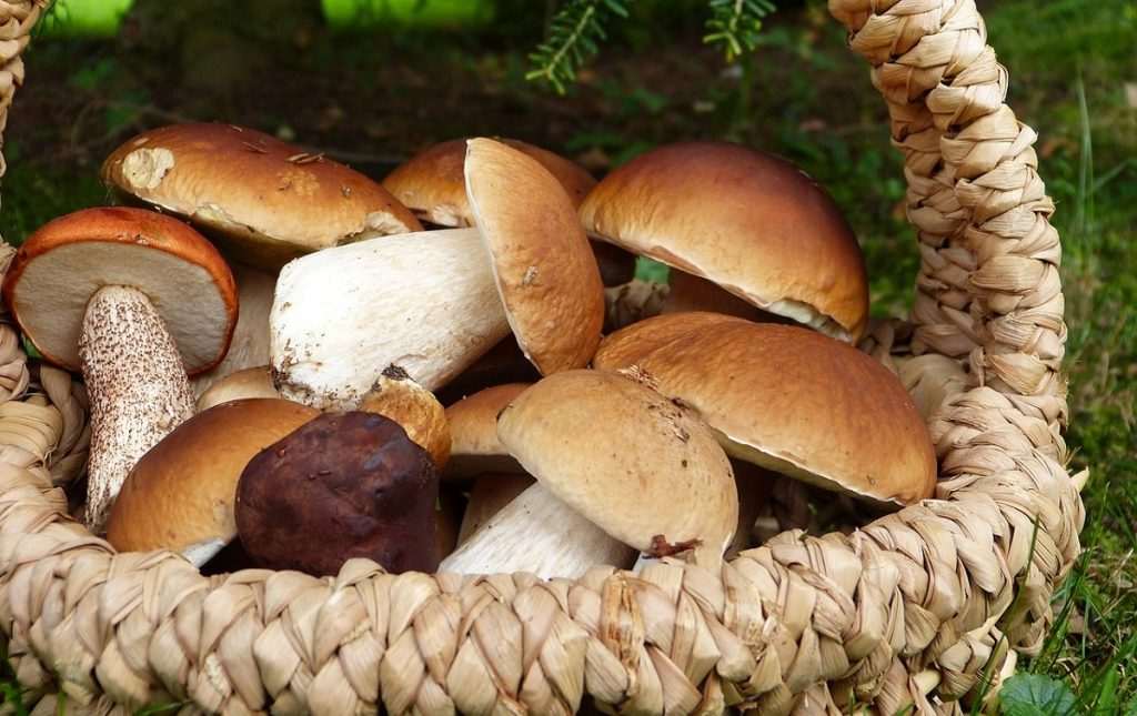 гриби,білі гриби,як збирати гриби гриби,білі гриби,як збирати гриби