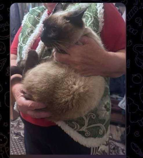 Стала відома доля “мобілізованого” кота на Київщині