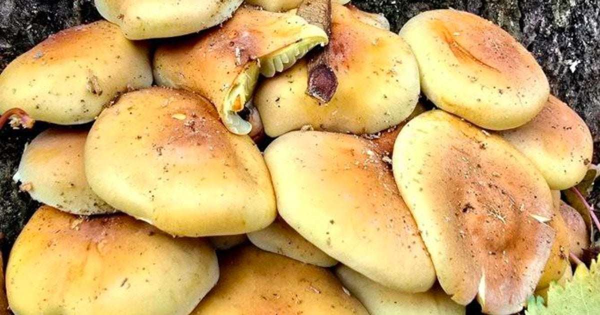 Як відрізнити справжній опеньок від отруйного двійника ➤ Prozoro.net.ua