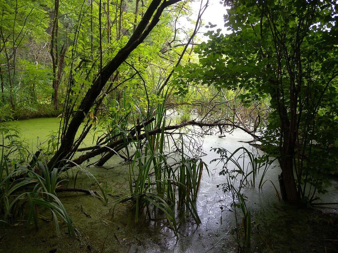 Містичне озеро без дна в Україні: що приховує чорна водойма (фото)